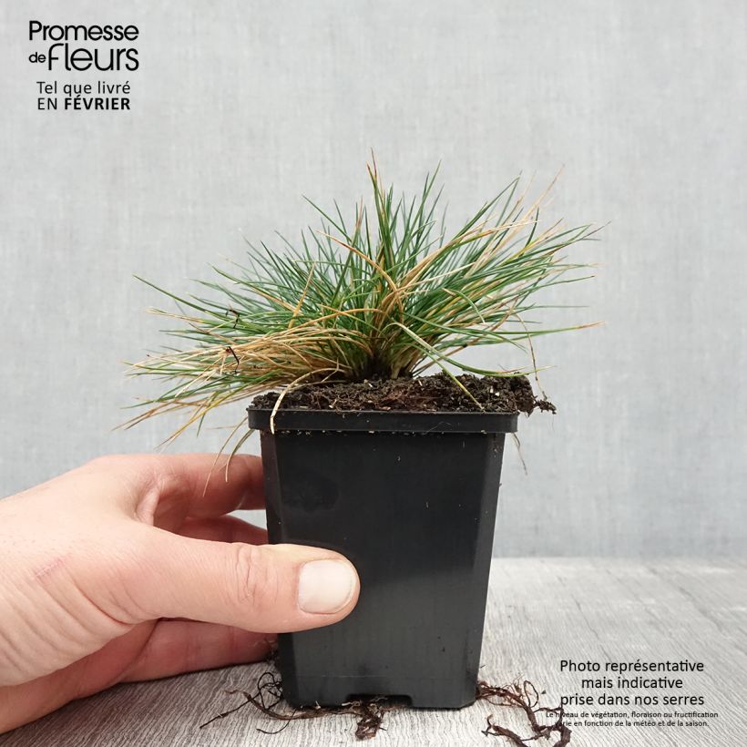 Festuca azul Intense Blue - Festuca azul Maceta de 8/9 cm Ejemplar entregado en invierno