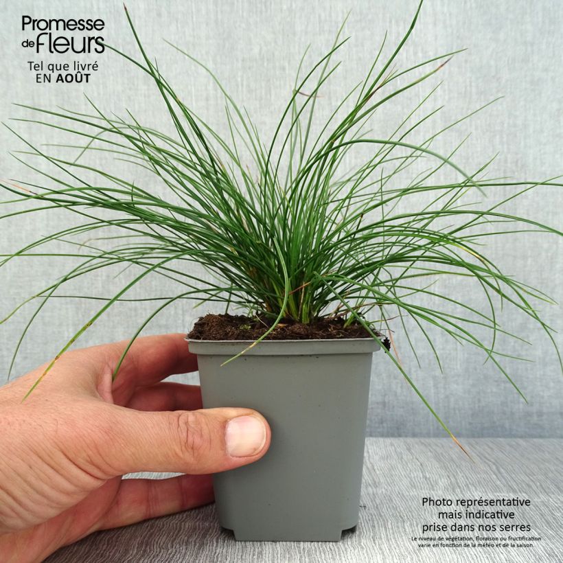 Ejemplar de Festuca Sunrise - Cañuela Maceta de 8/9 cm entregado en verano