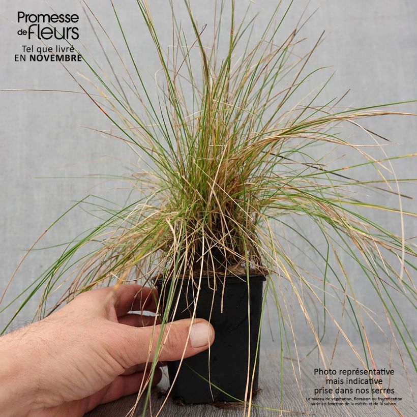 Ejemplar de Festuca ovina - Cañuela de oveja Maceta de 8/9 cm entregado en otoño