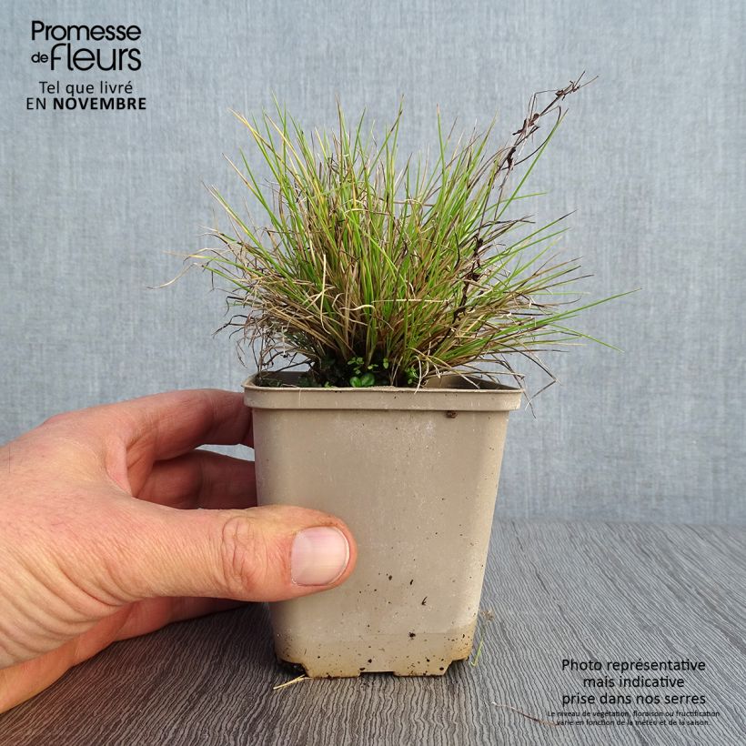 Ejemplar de Festuca azul Golden Toupee - Festuca azul Maceta de 8/9 cm entregado en otoño