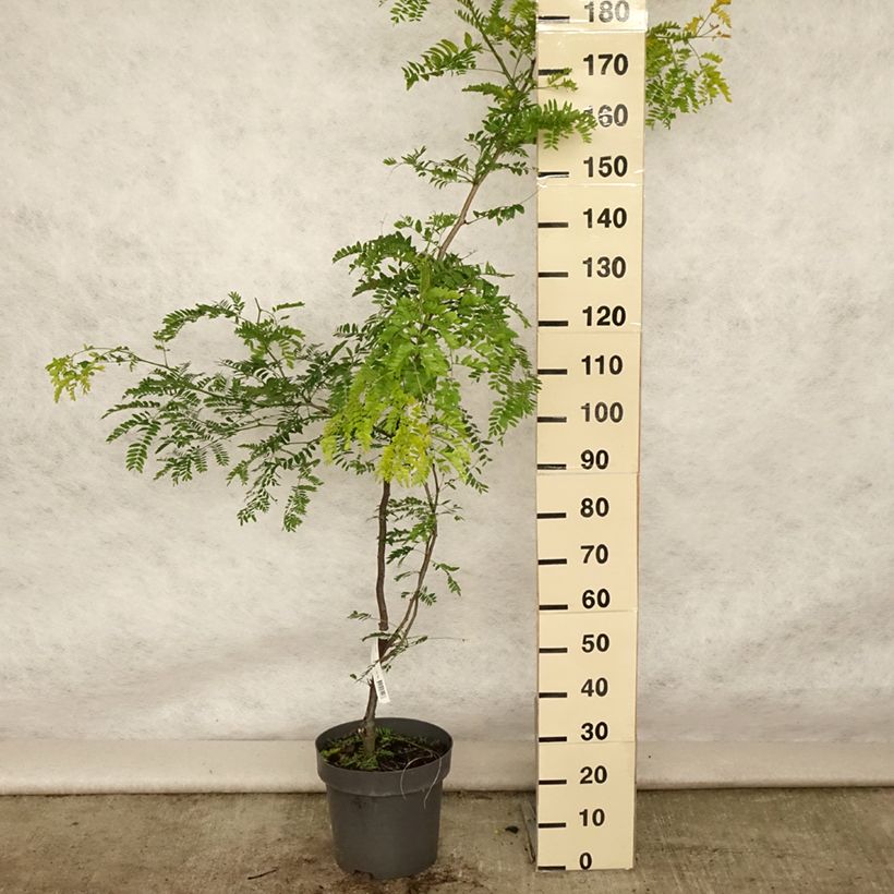 Ejemplar de Gleditsia triacanthos Sunburst - Acacia de tres espinas Maceta 7,5L/10L, Arból joven entregado en verano