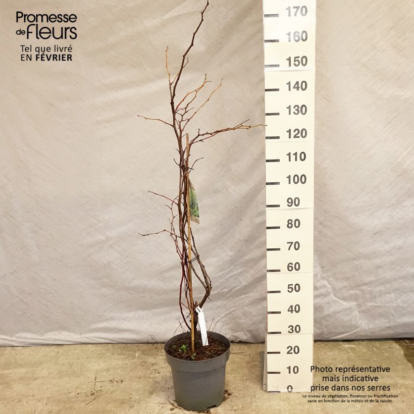 Gleditsia triacanthos Sunburst - Acacia de tres espinas Maceta 7,5L/10L Ejemplar entregado en invierno