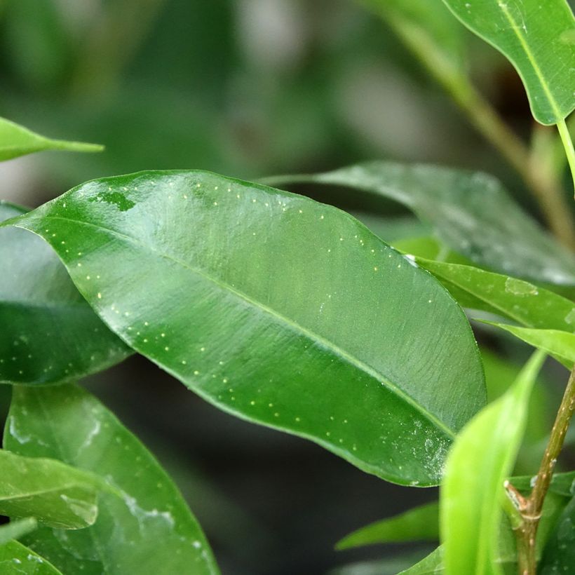 Ficus Natasja (Follaje)