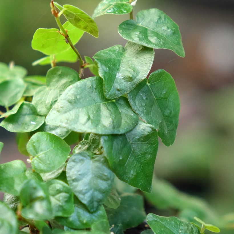 Ficus pumila Arina - Ficus repens (Follaje)