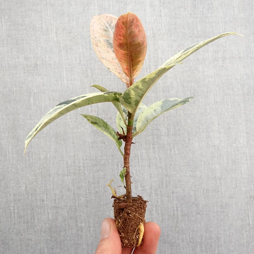 Ficus Shivereana - Ficus elástica miniplanta Ejemplar entregado en la primavera