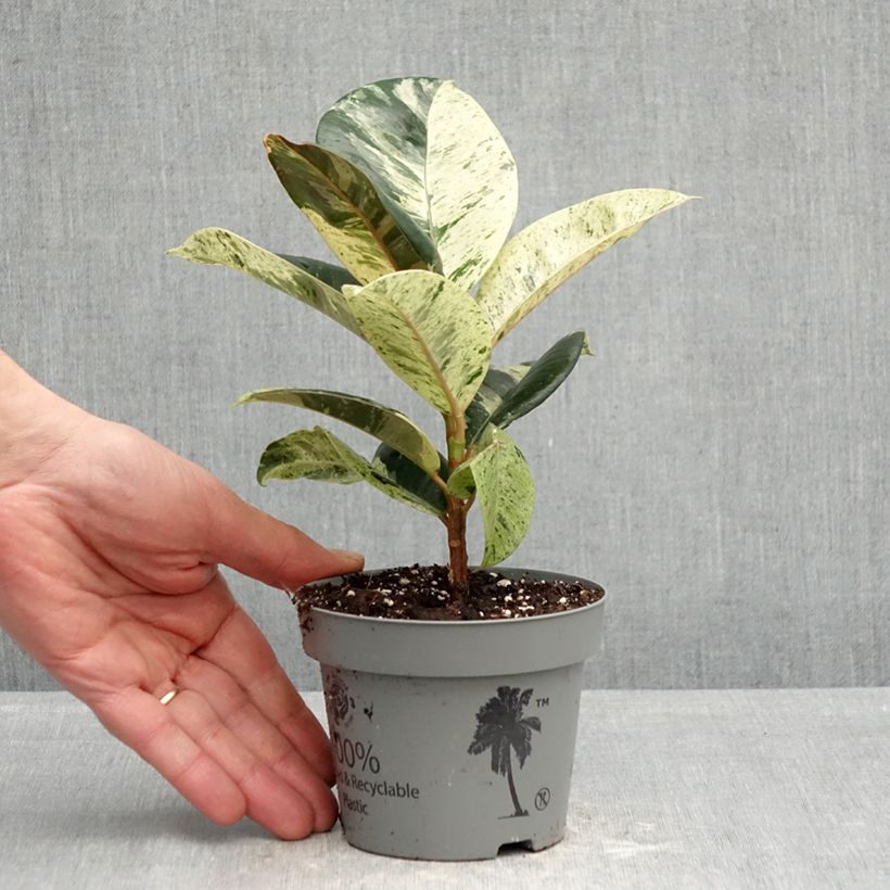 Ficus Shivereana - Ficus elástica Maceta de 12 cm / 13 cm Ejemplar entregado en la primavera