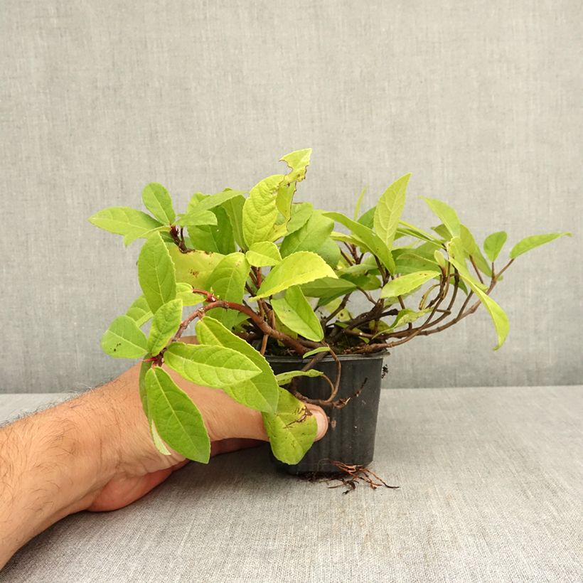 Ejemplar de Ficus tikoua Maceta de 8/9 cm entregado en verano