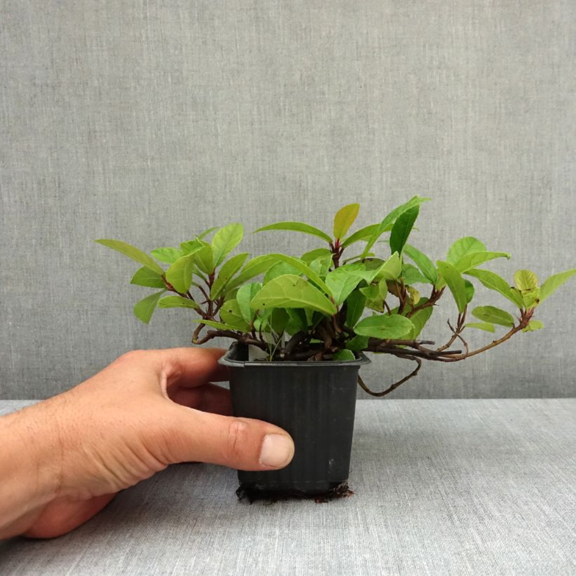 Ficus tikoua - Figuier des guêpes                           Godet de 8/9 cm Ejemplar entregado en la primavera