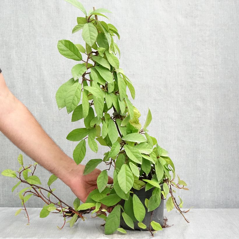 Ejemplar de Ficus tikoua - Figuier des guêpes                           Pot de 2L/3L entregado en verano
