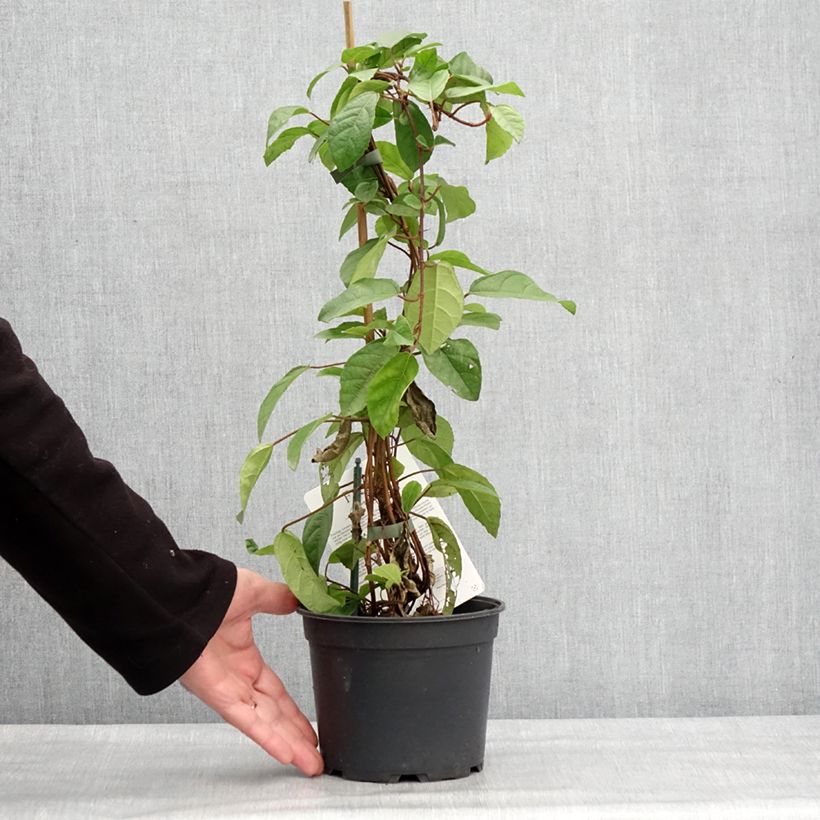 Ficus tikoua Maceta 2L/3L Ejemplar entregado en invierno