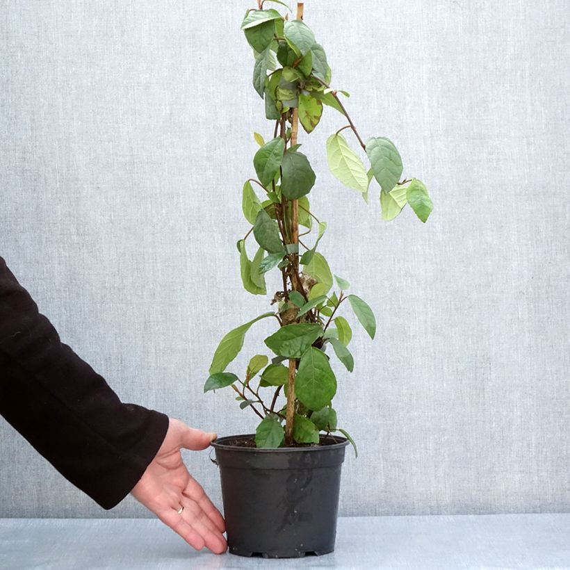 Ficus tikoua Maceta 2L/3L Ejemplar entregado en la primavera