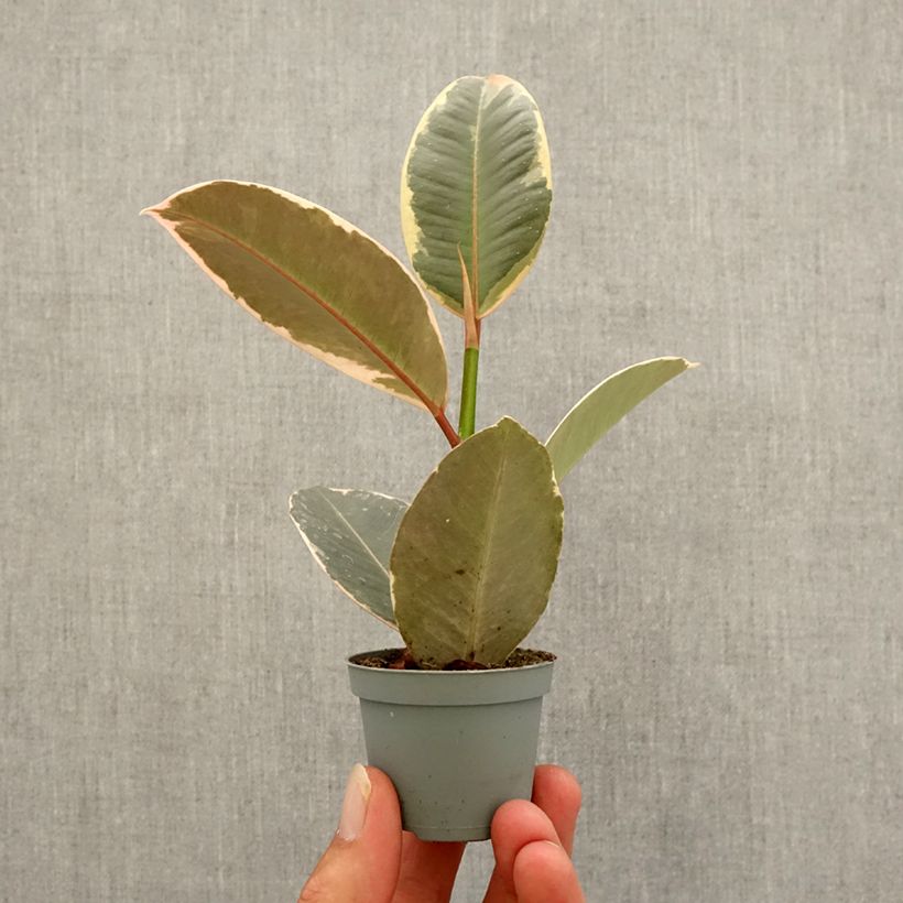 Ejemplar de Ficus Tineke Mini-plante entregado en otoño