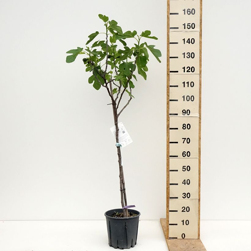 Higuera Brown Turkey Maceta 7,5L/10L, Medio tallo Ejemplar entregado en la primavera