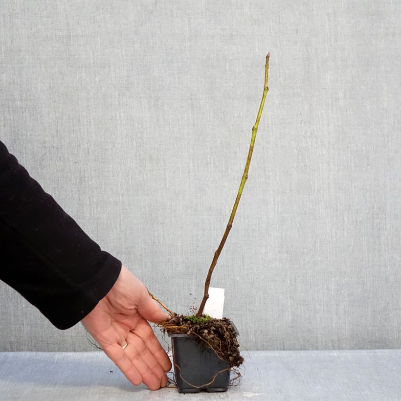 Higuera Brown Turkey Maceta de 8/9 cm Ejemplar entregado en invierno