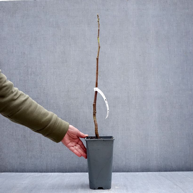 Higuera Portogallo Maceta 2L/3L, Formación arbustiva Ejemplar entregado en invierno