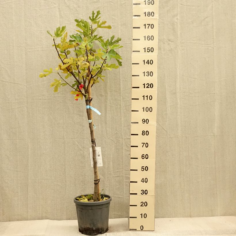 Ejemplar de Higuera Ronde De Bordeaux Maceta 7,5L/10L, Medio tallo entregado en otoño