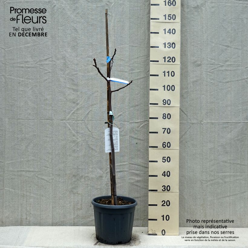 Higuera Sultane Maceta 12L/15L, Medio tallo Ejemplar entregado en invierno