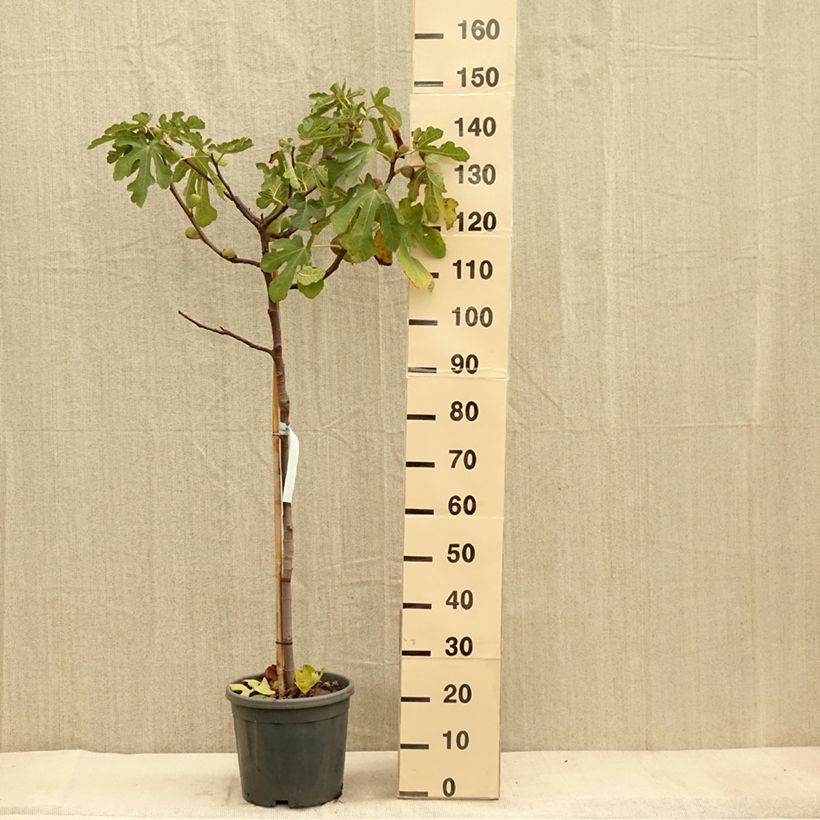 Ejemplar de Higuera Sultane Maceta 12L/15L, Medio tallo entregado en otoño