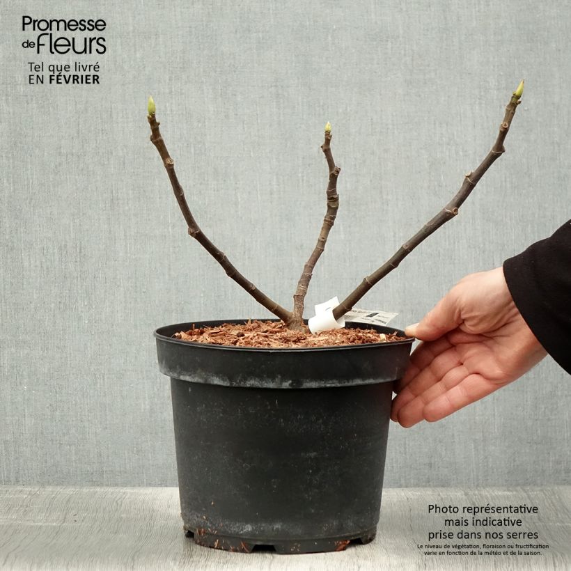 Higuera Goutte d'Or Maceta 2L/3L Ejemplar entregado en invierno