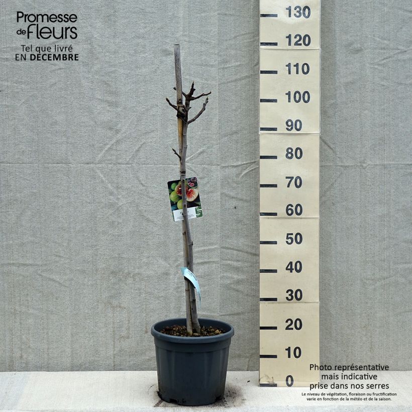 Higuera Goutte d'Or Maceta 7,5L/10L, Medio tallo Ejemplar entregado en invierno