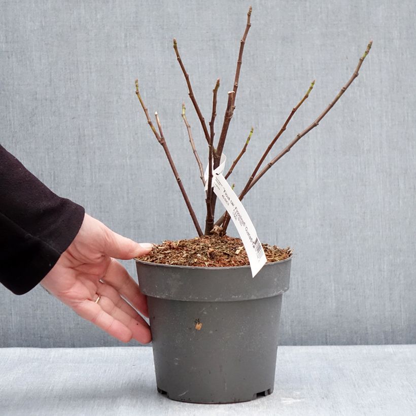 Higuera Gustis Ficcolino Maceta 2L/3L, Formación arbustiva Ejemplar entregado en invierno