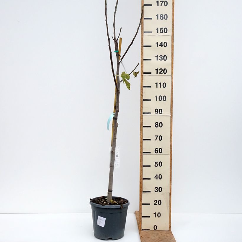 Ejemplar de Higuera Jannot Maceta 7,5L/10L, Medio tallo entregado en otoño