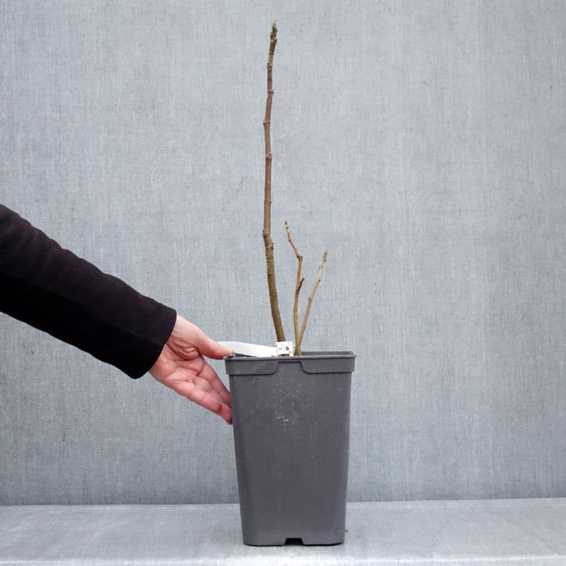 Higuera Kadota Maceta 4L/5L Ejemplar entregado en invierno