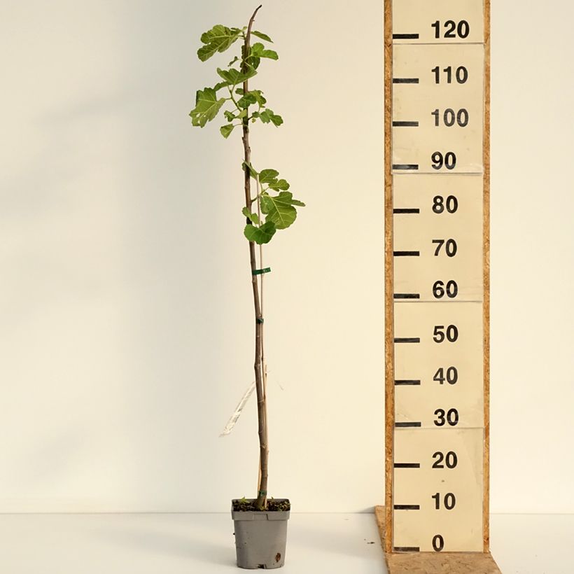 Ejemplar de Higuera Madeleine des Deux saisons - Ficus carica Maceta 2L/3L, Vástago entregado en verano