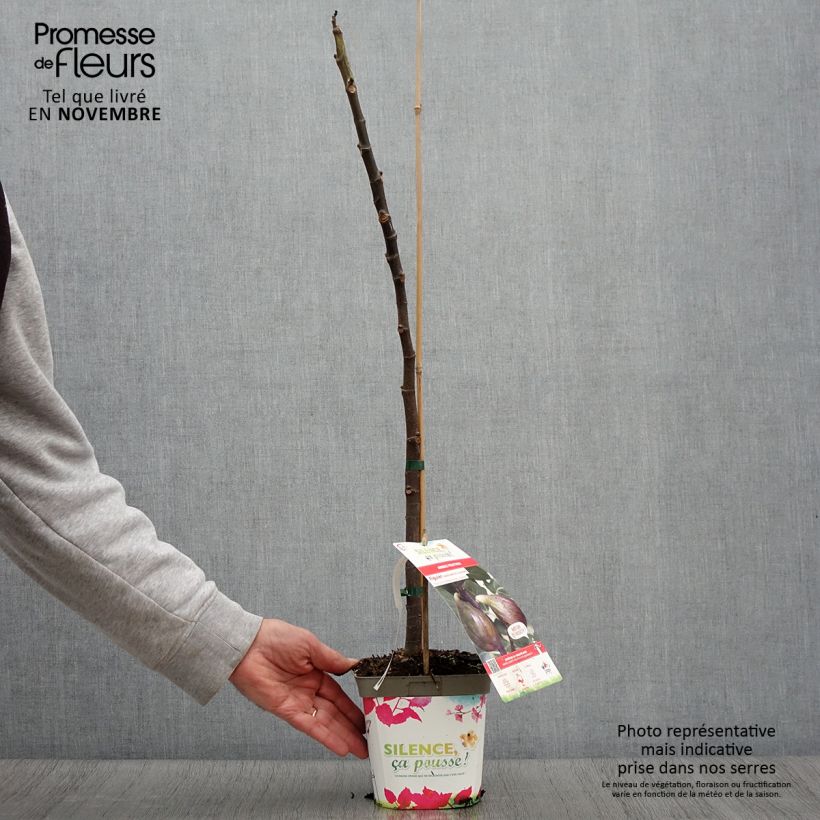 Ejemplar de Higuera Madeleine des Deux saisons - Ficus carica Maceta 2L/3L, Vástago entregado en otoño