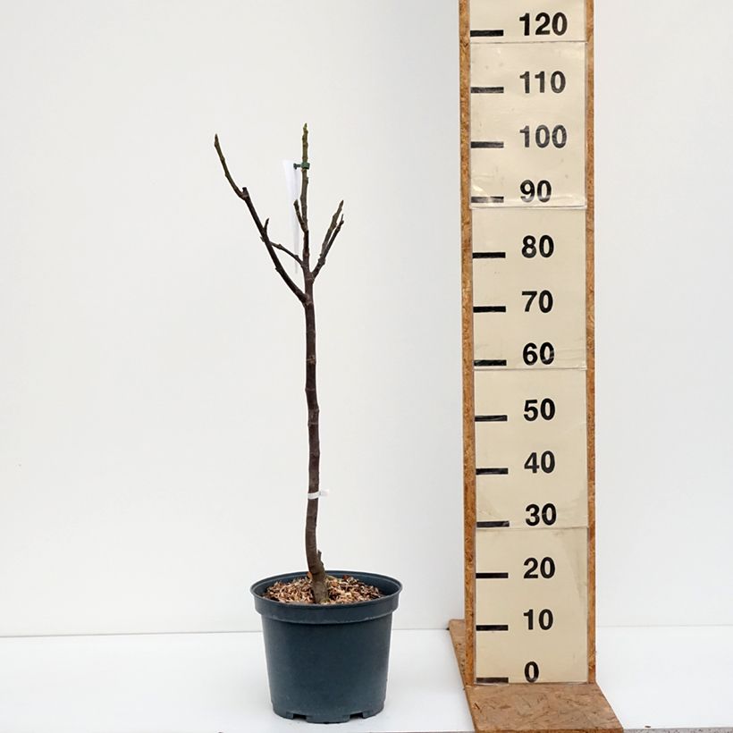 Ejemplar de Higuera Madeleine des Deux saisons - Ficus carica Maceta 7,5L/10L, Medio tallo entregado en otoño