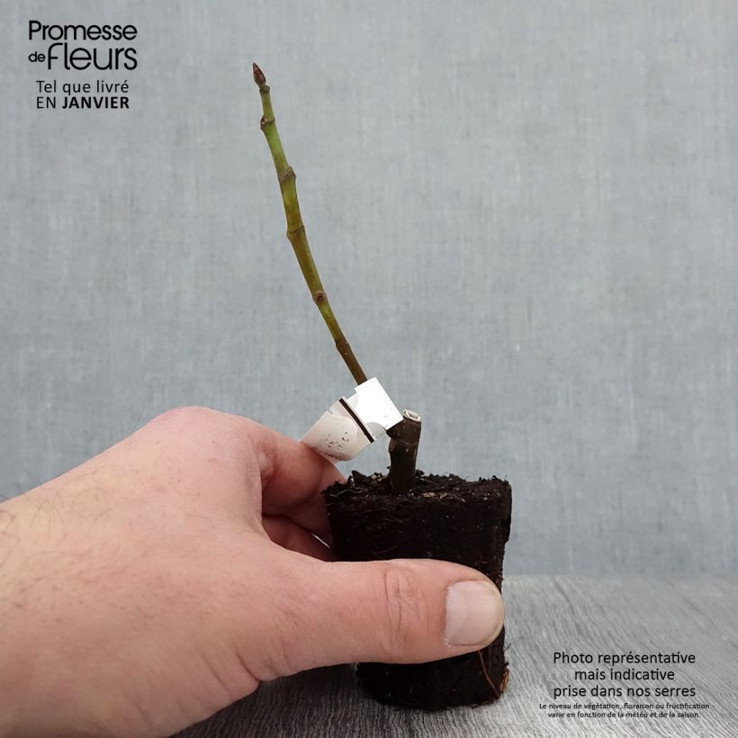 Higuera Noire de Bellone - Higuera negra Maceta de 8/9 cm Ejemplar entregado en invierno