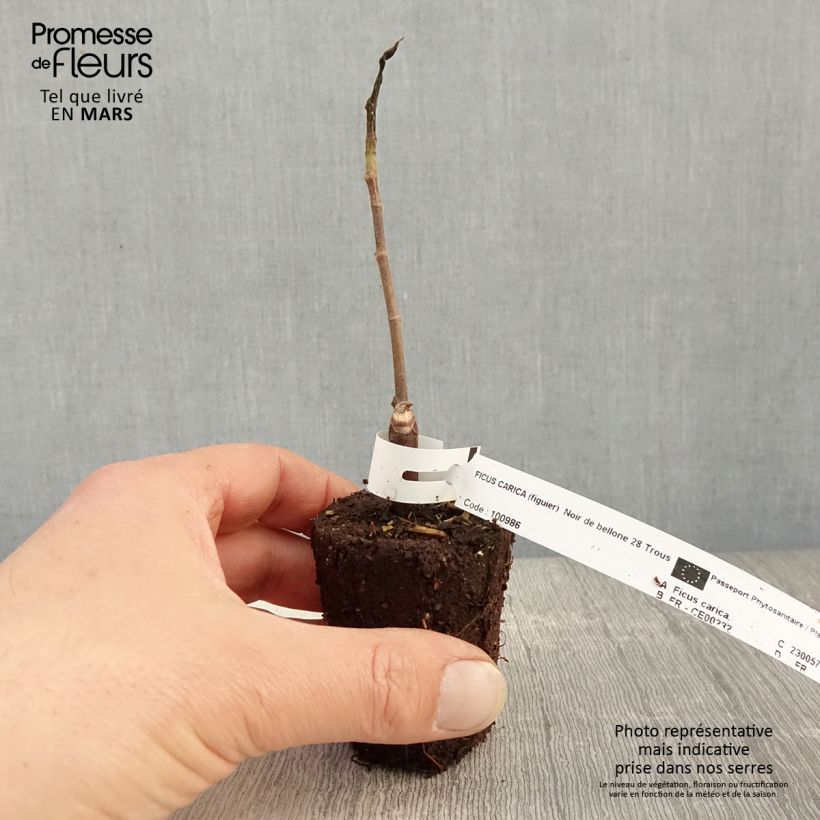 Higuera Noire de Bellone - Higuera negra Maceta de 8/9 cm Ejemplar entregado en la primavera