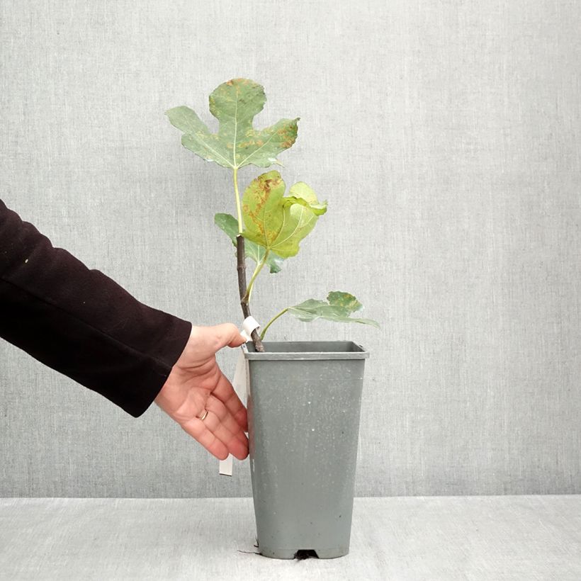 Ejemplar de Higuera Noire de Bellone - Higuera negra Maceta 3L/4L, Formación arbustiva entregado en otoño