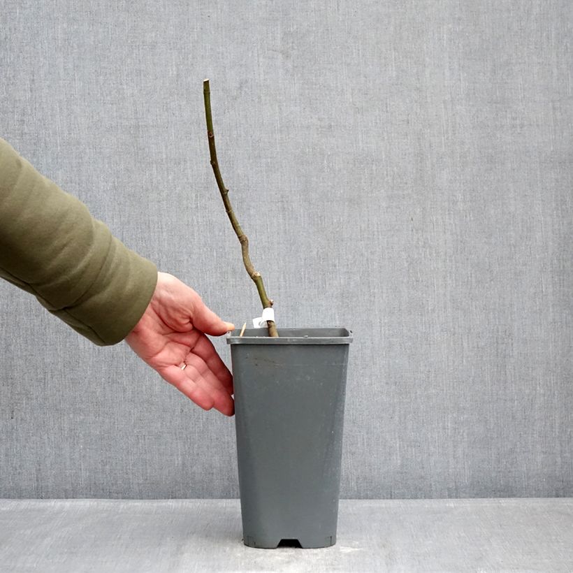 Higuera Noire de Bellone - Higuera negra Maceta 3L/4L, Formación arbustiva Ejemplar entregado en invierno