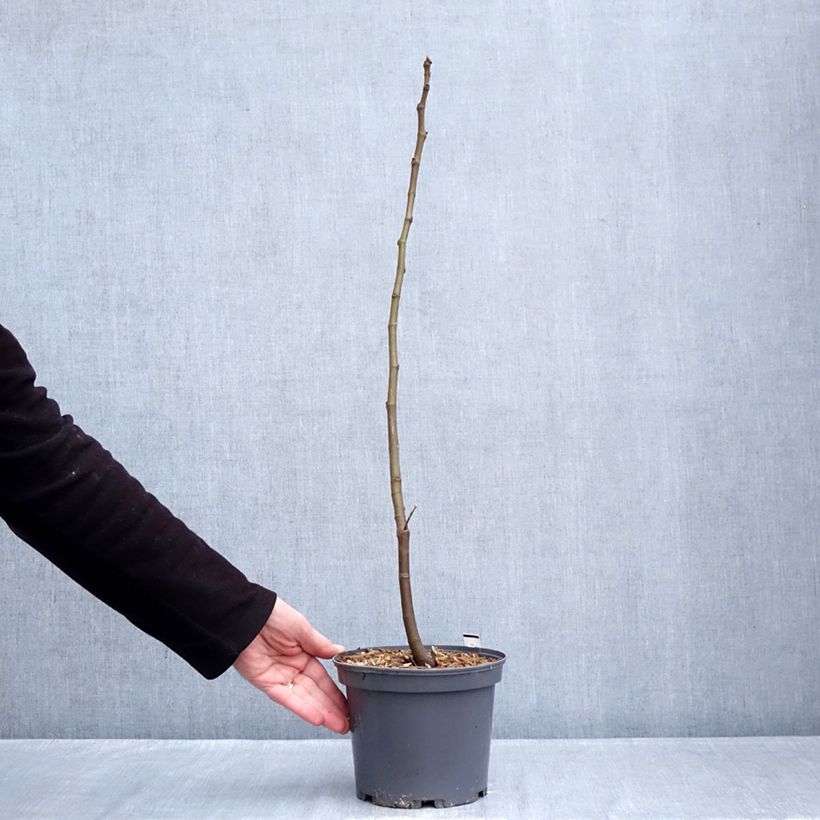 Higuera Ronde De Bordeaux Maceta 2L/3L Ejemplar entregado en invierno