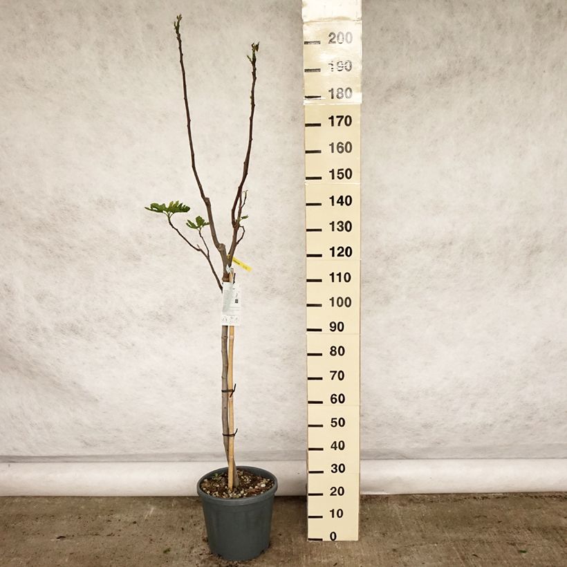 Higuera Rouge de Bordeaux - Higuera roja Maceta 12L/15L, Medio tallo Ejemplar entregado en la primavera