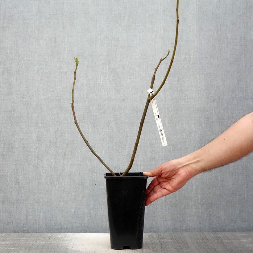 Higuera Rouge de Bordeaux - Higuera roja Maceta 2L/3L Ejemplar entregado en la primavera