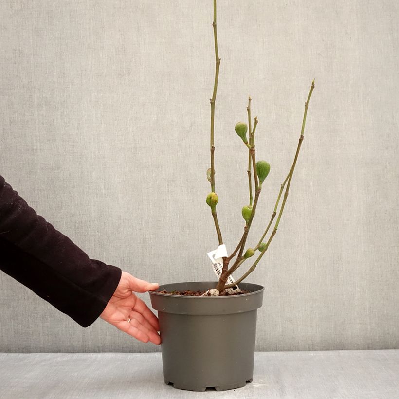 Higuera Terza Maceta 4L/5L, Formación arbustiva Ejemplar entregado en invierno