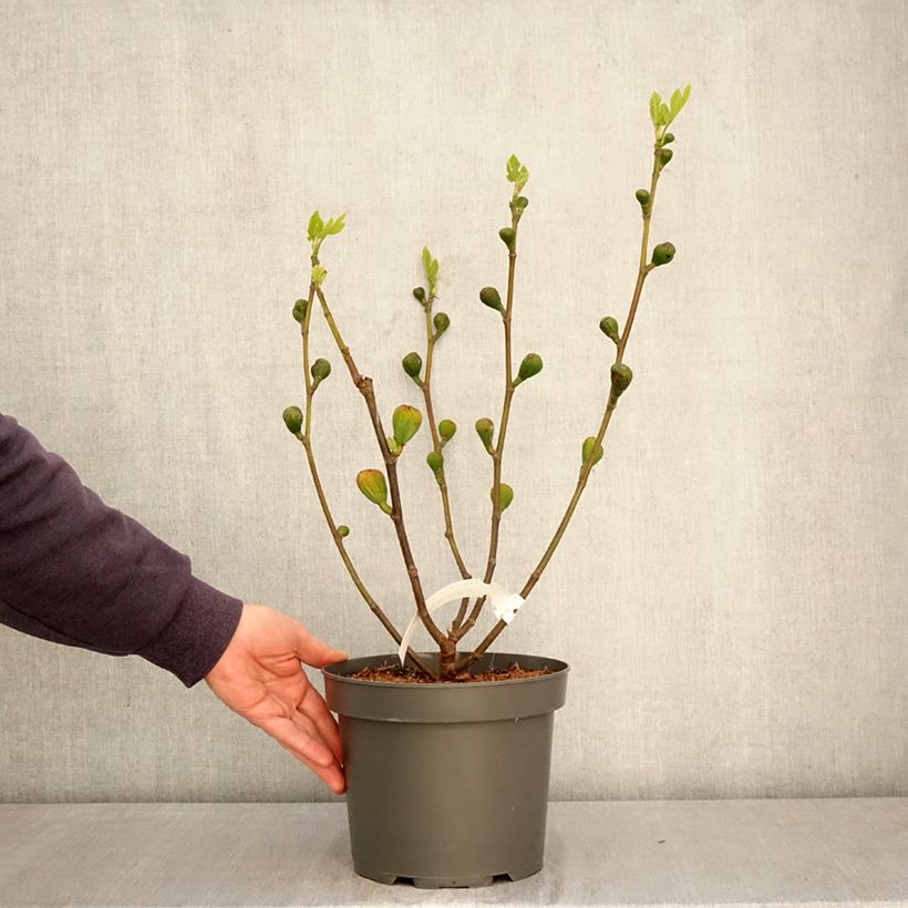 Higuera Terza Maceta 4L/5L, Formación arbustiva Ejemplar entregado en la primavera