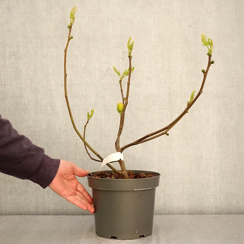 Higuera Violette d'Argenteuil Maceta 4L/5L, Formación arbustiva Ejemplar entregado en la primavera