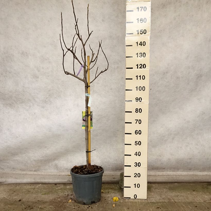 Ejemplar de Higuera Violette Dauphine (medio tallo) Maceta 7,5L/10L, Medio tallo entregado en otoño