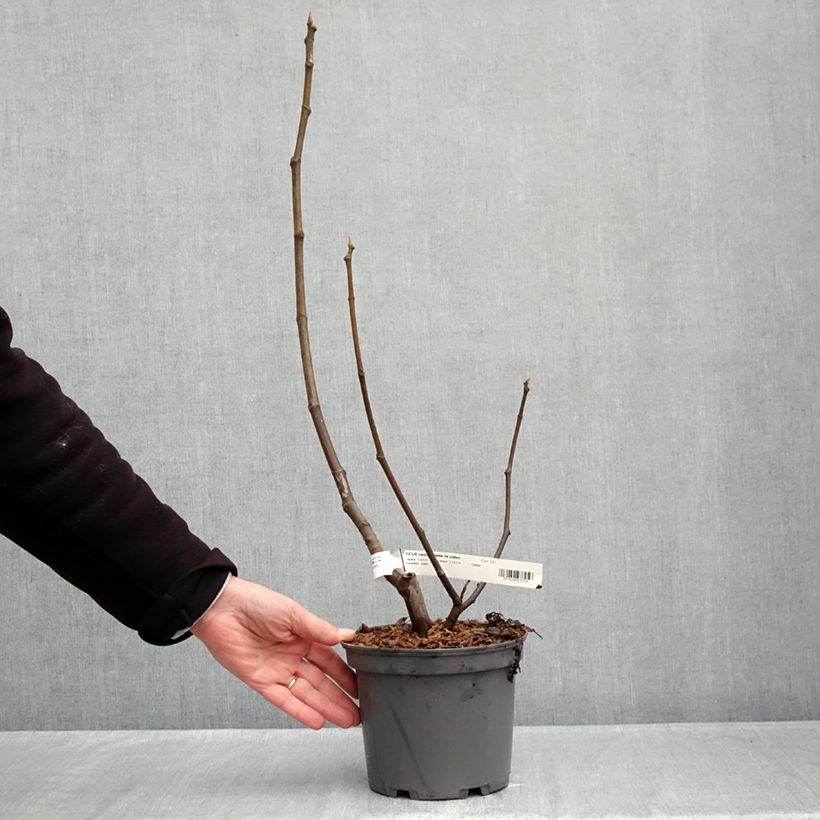 Ejemplar de Higuera Violette de Sollies Maceta 3L/4L, Formación arbustiva entregado en otoño