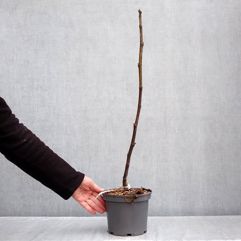 Higuera Violette de Sollies Maceta 3L/4L, Formación arbustiva Ejemplar entregado en invierno