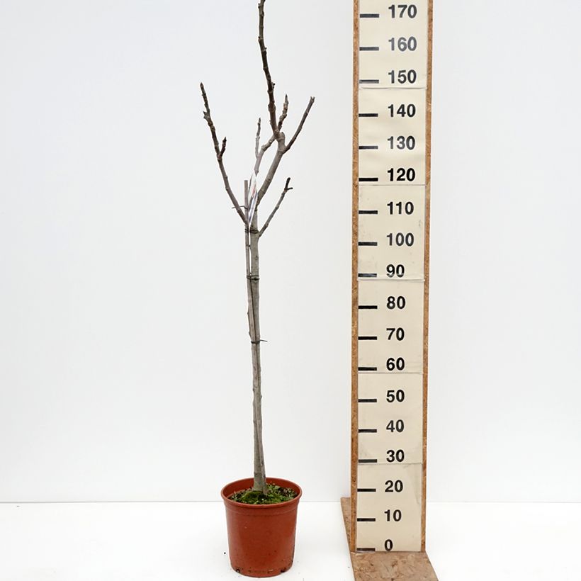 Higuera Violette de Sollies Maceta 7,5L/10L, Medio tallo Ejemplar entregado en invierno