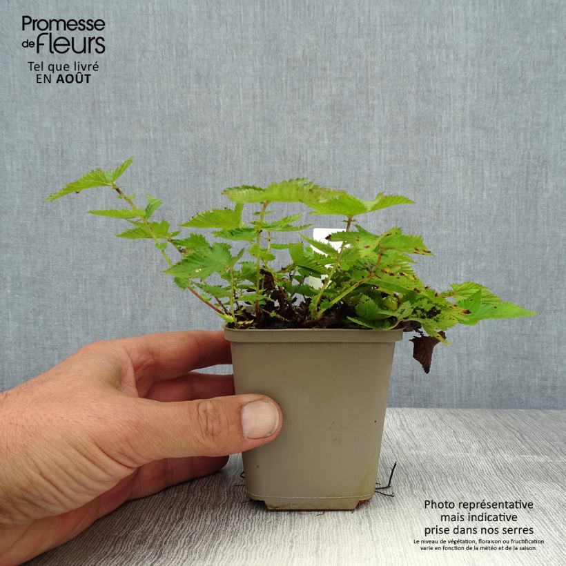 Ejemplar de Filipendula Kahome Maceta de 8/9 cm entregado en verano