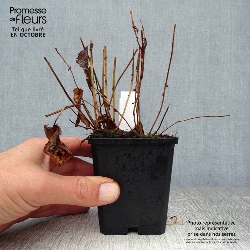 Ejemplar de Filipendula purpurea Elegans Maceta de 8/9 cm entregado en otoño