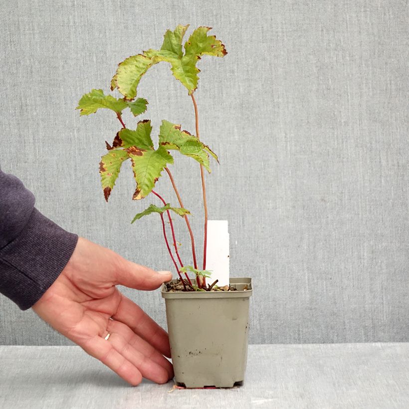 Ejemplar de Filipendula purpurea Maceta de 8/9 cm entregado en otoño