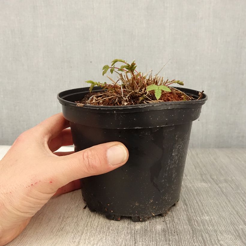 Filipendula ulmaria - Reina de los prados Maceta 2L/3L Ejemplar entregado en la primavera