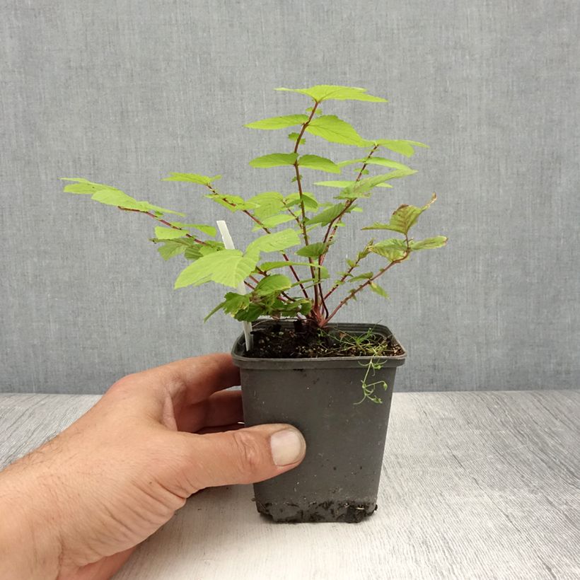 Ejemplar de Filipendula ulmaria Rosea Maceta de 8/9 cm entregado en verano