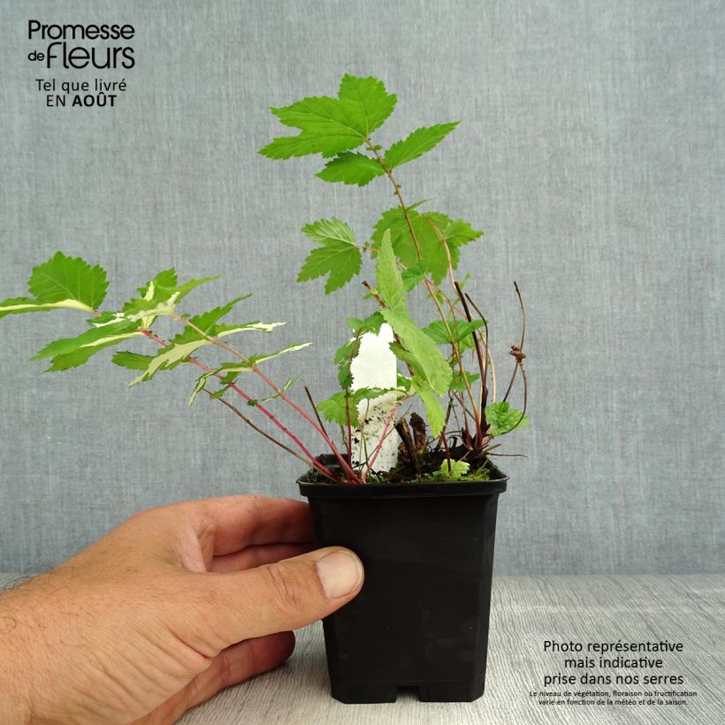 Ejemplar de Filipendula ulmaria Variegata Maceta de 8/9 cm entregado en verano